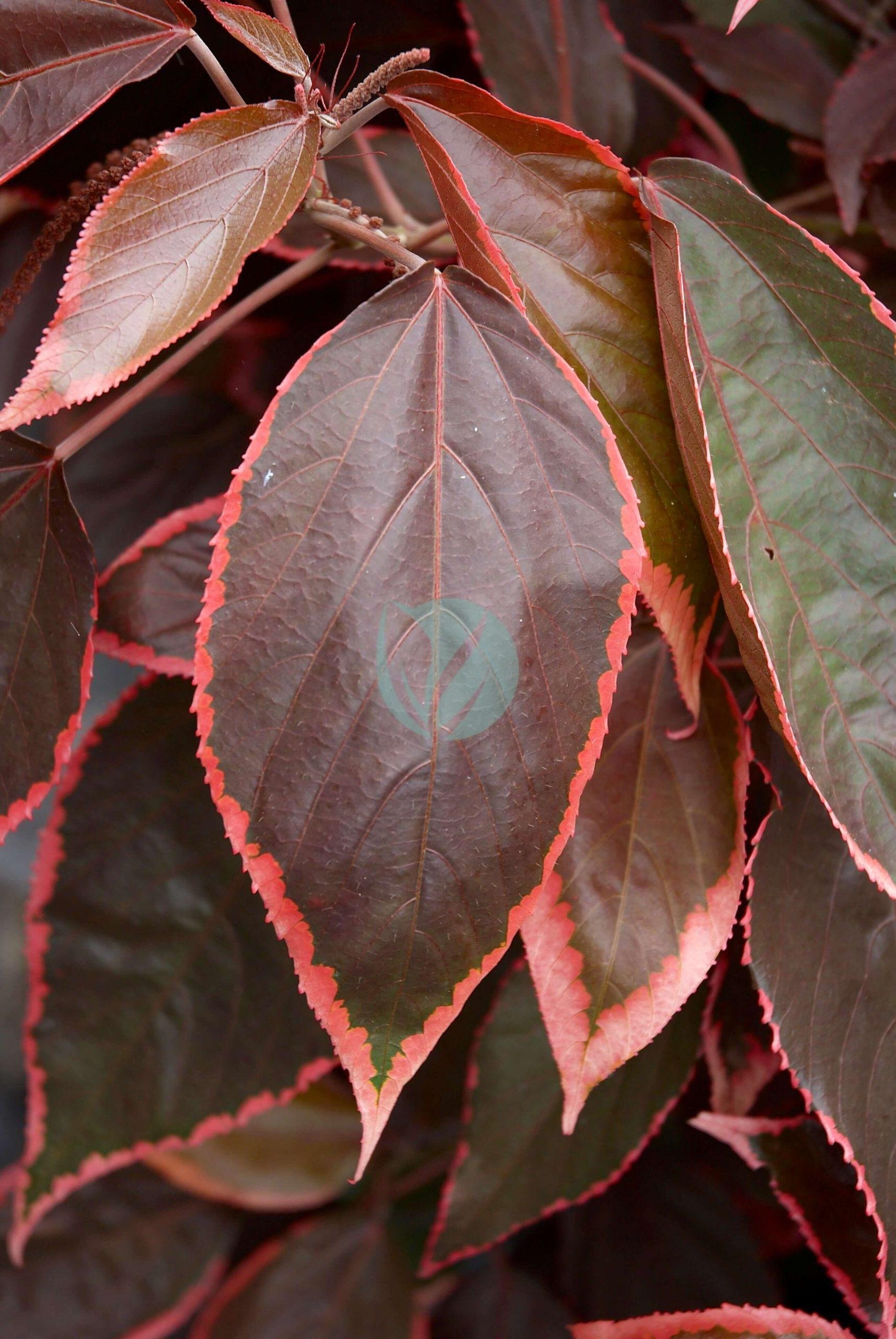 Acalypha_wilkesiana_B-scaled-1