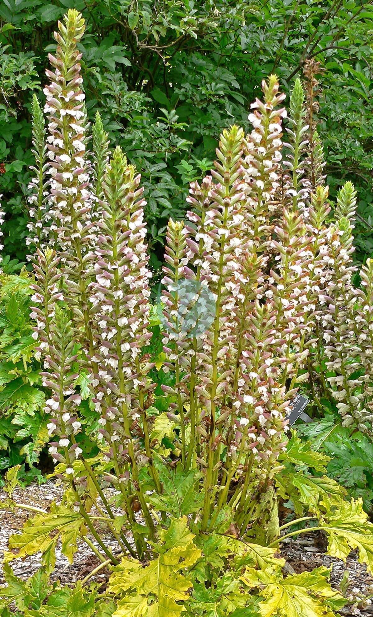 Acanthus_mollis_001