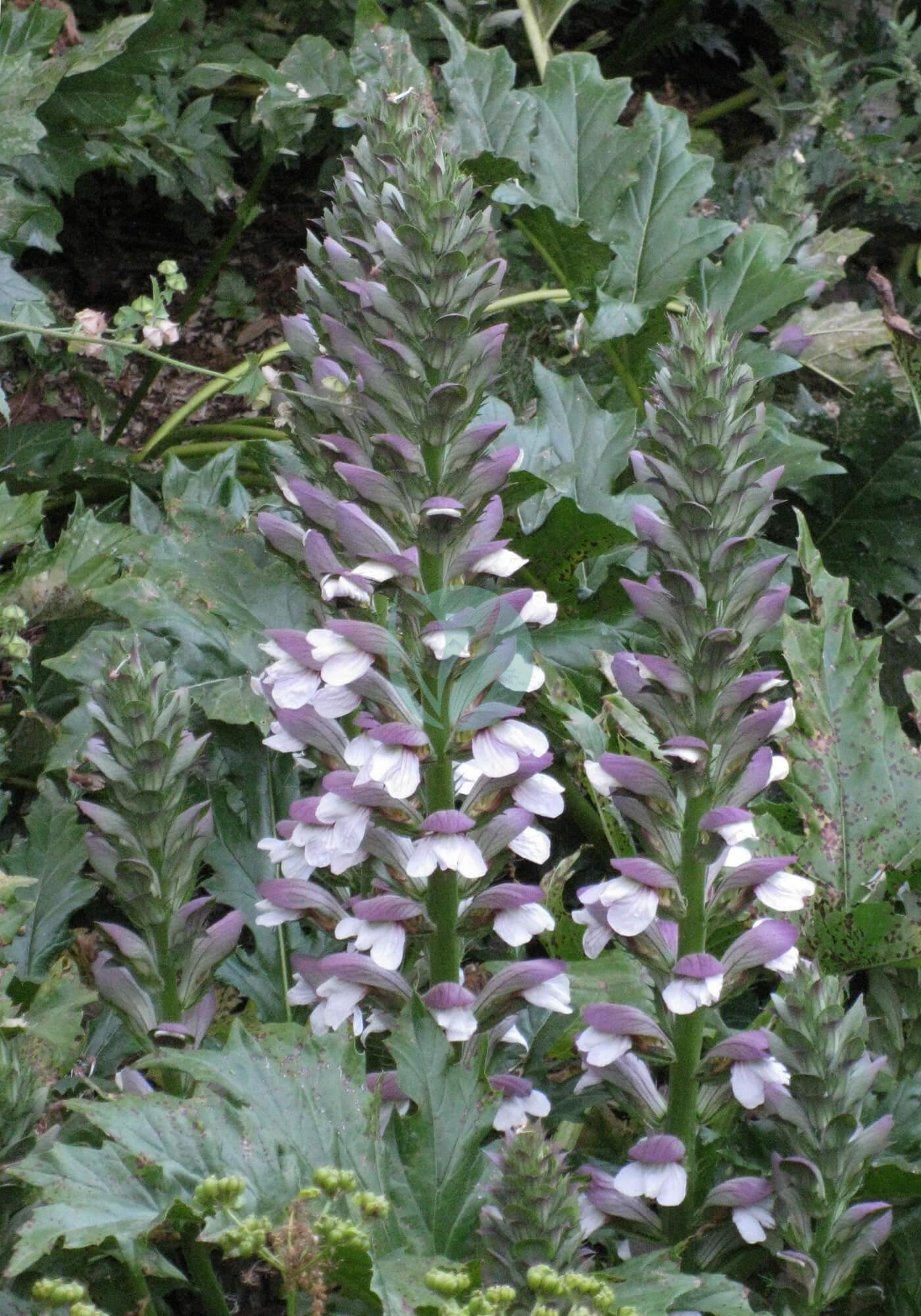 Acanthus_mollis_spike_pair_Erice