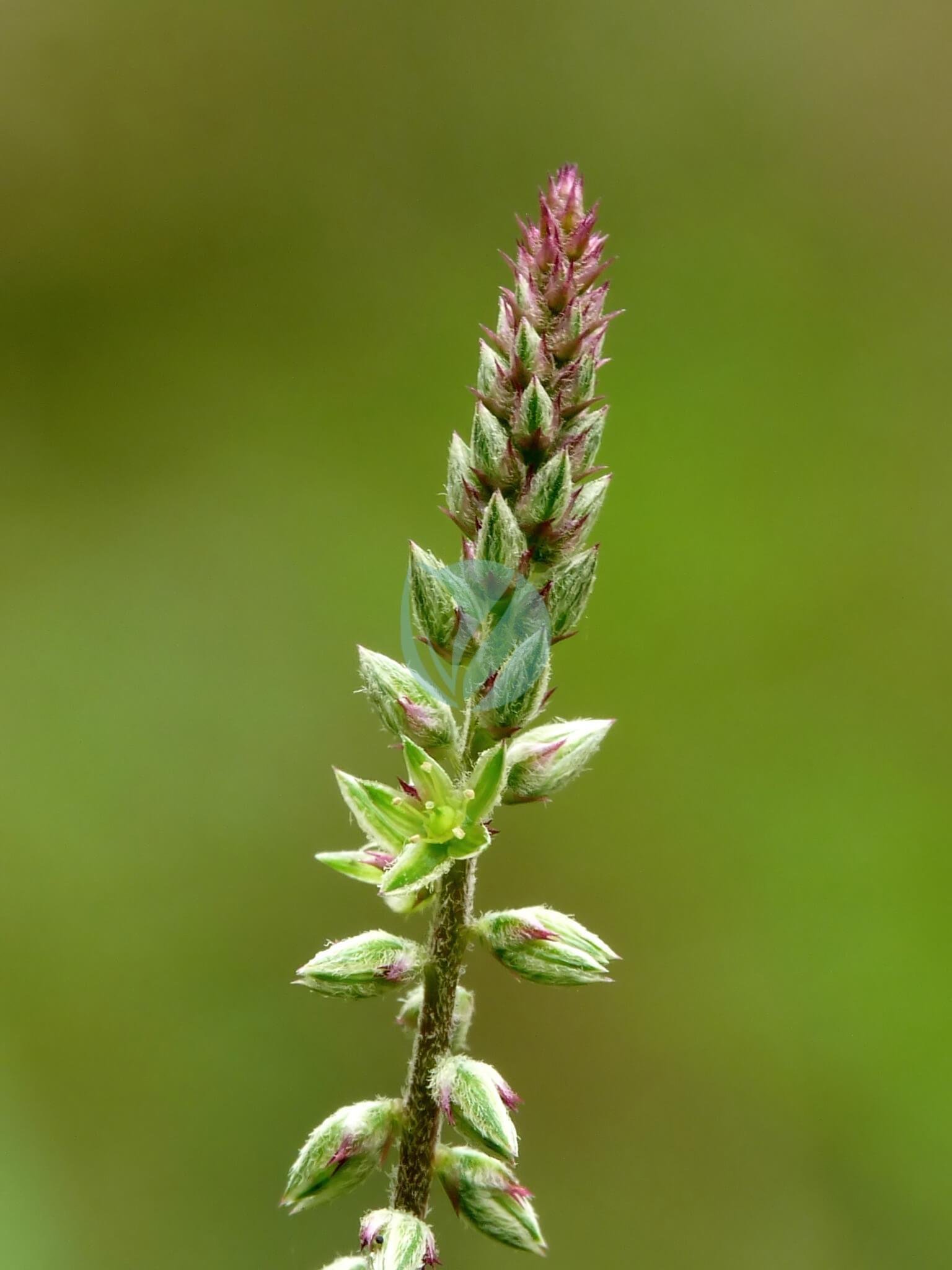 Achyranthes_aspera_at_Kadavoor