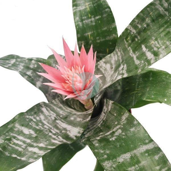 Aechmea-maroc-3