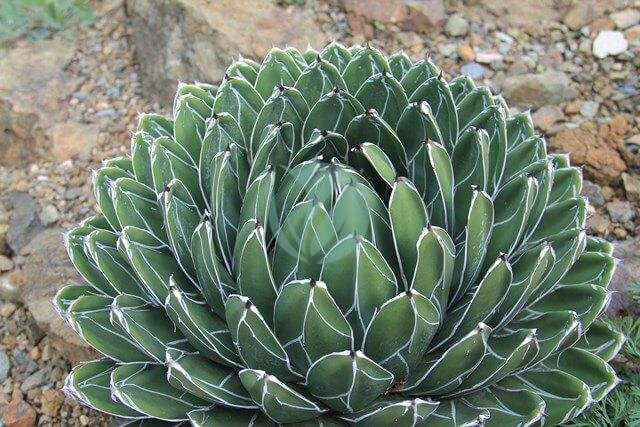 Agave-Victoria-reginae-maroc-3