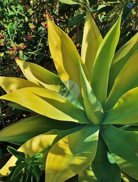 Agave-attenuata-maroc-3
