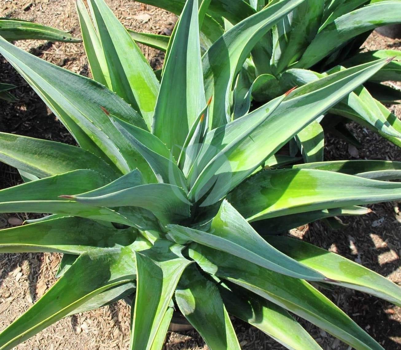 Agave-desmettiana-maroc-clorofila-3