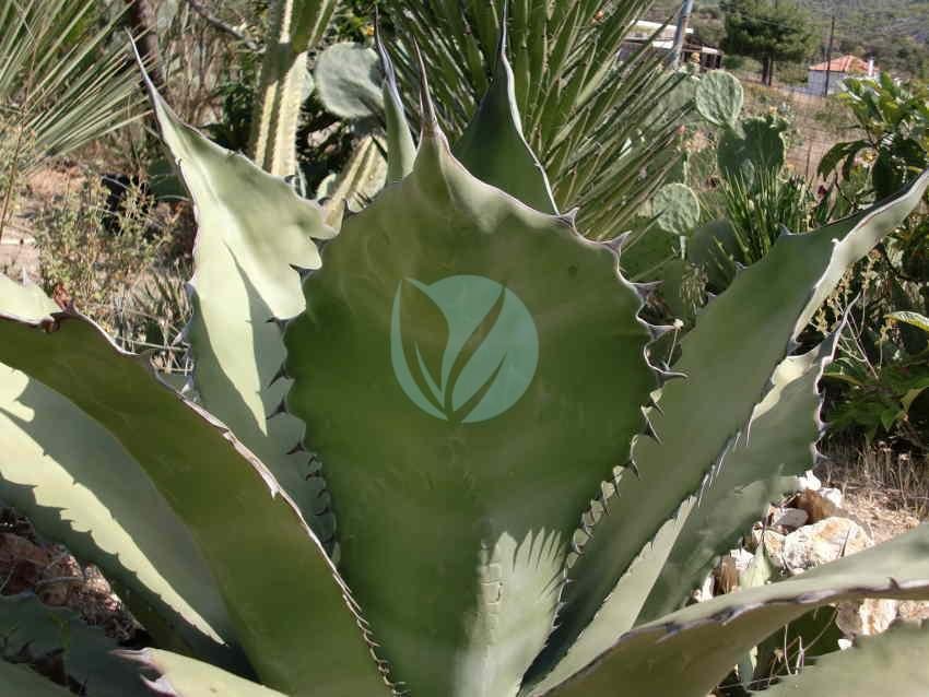 Agave-salmiana-maroc-3