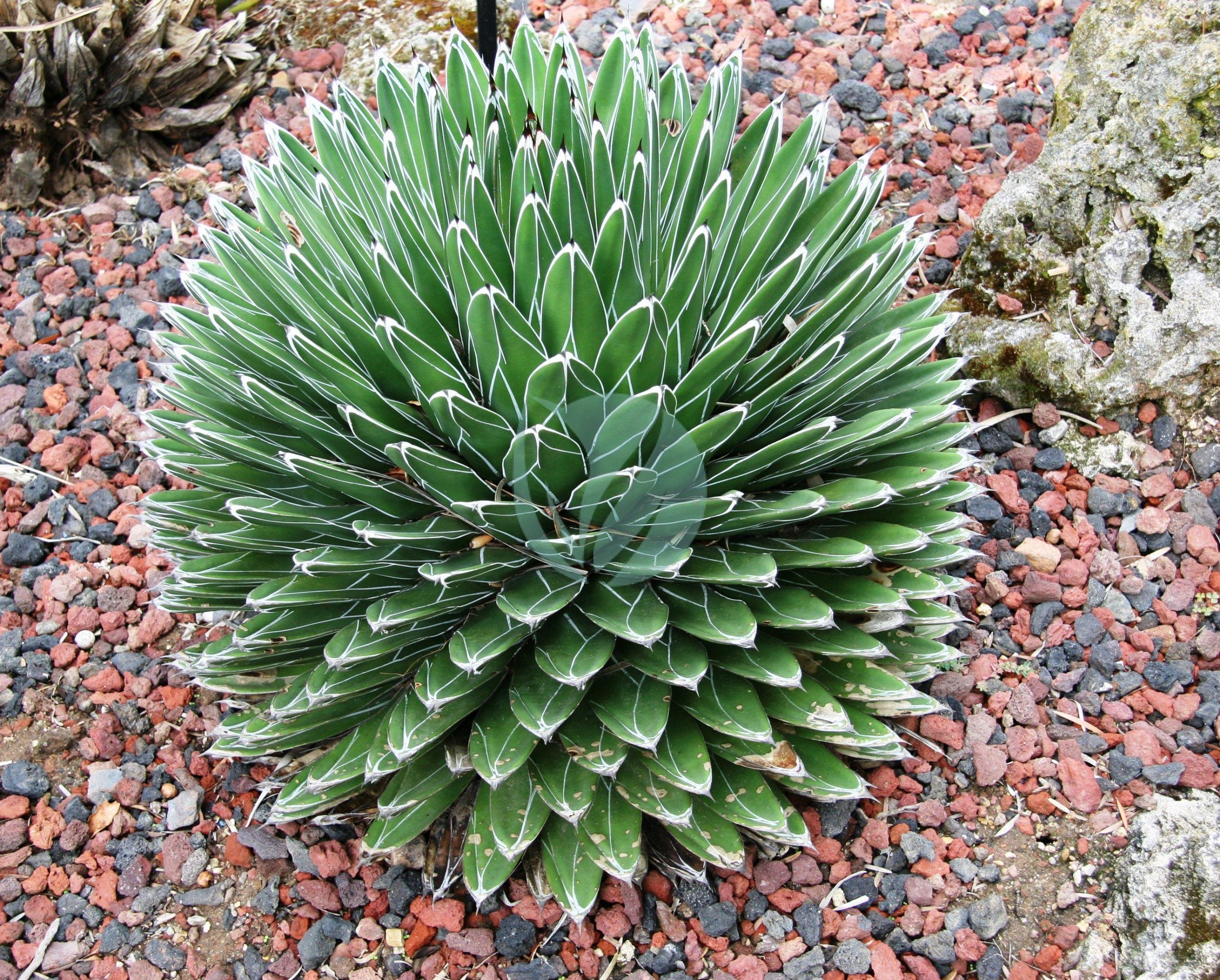 Agave-victoriae-reginae-maroc-clorofila-scaled-1-3