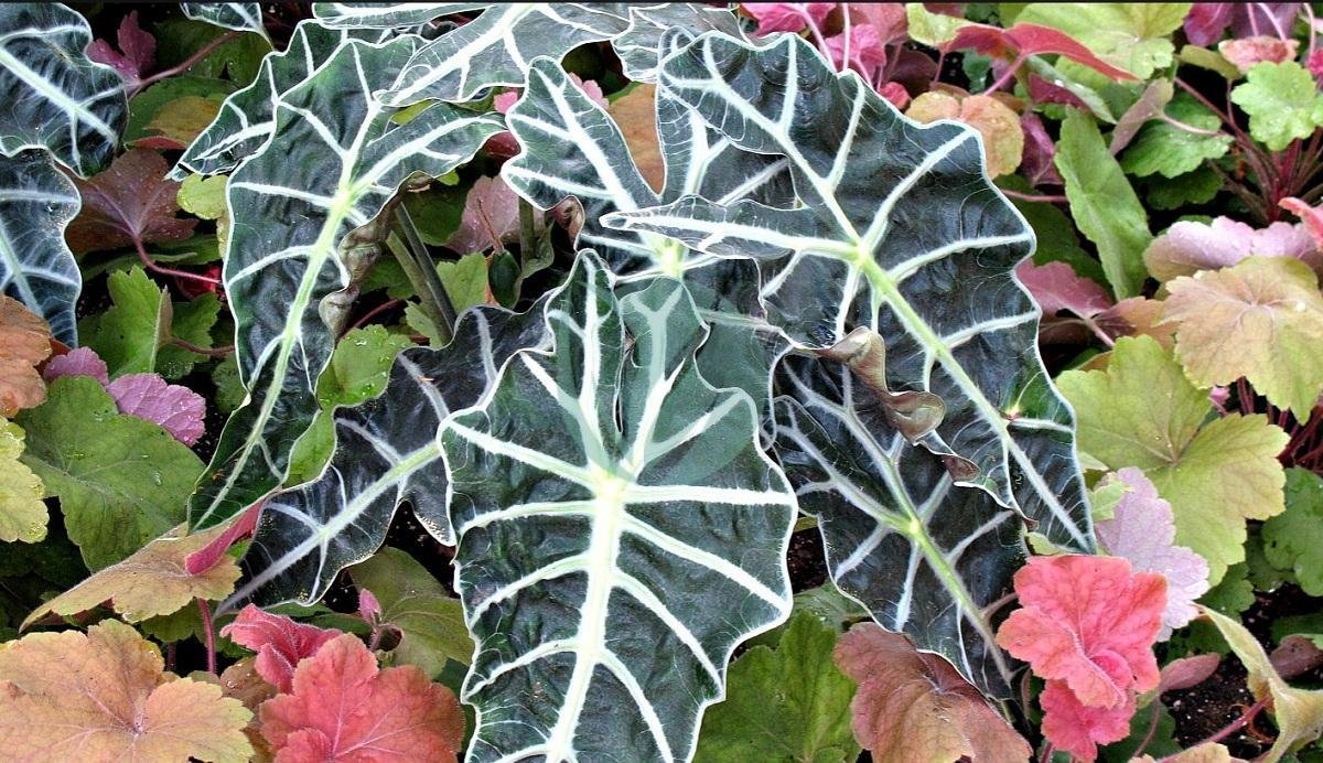 Alocasia-polly-clorofila-3
