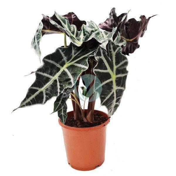 Alocasia-polly-maroc-clorofila-3