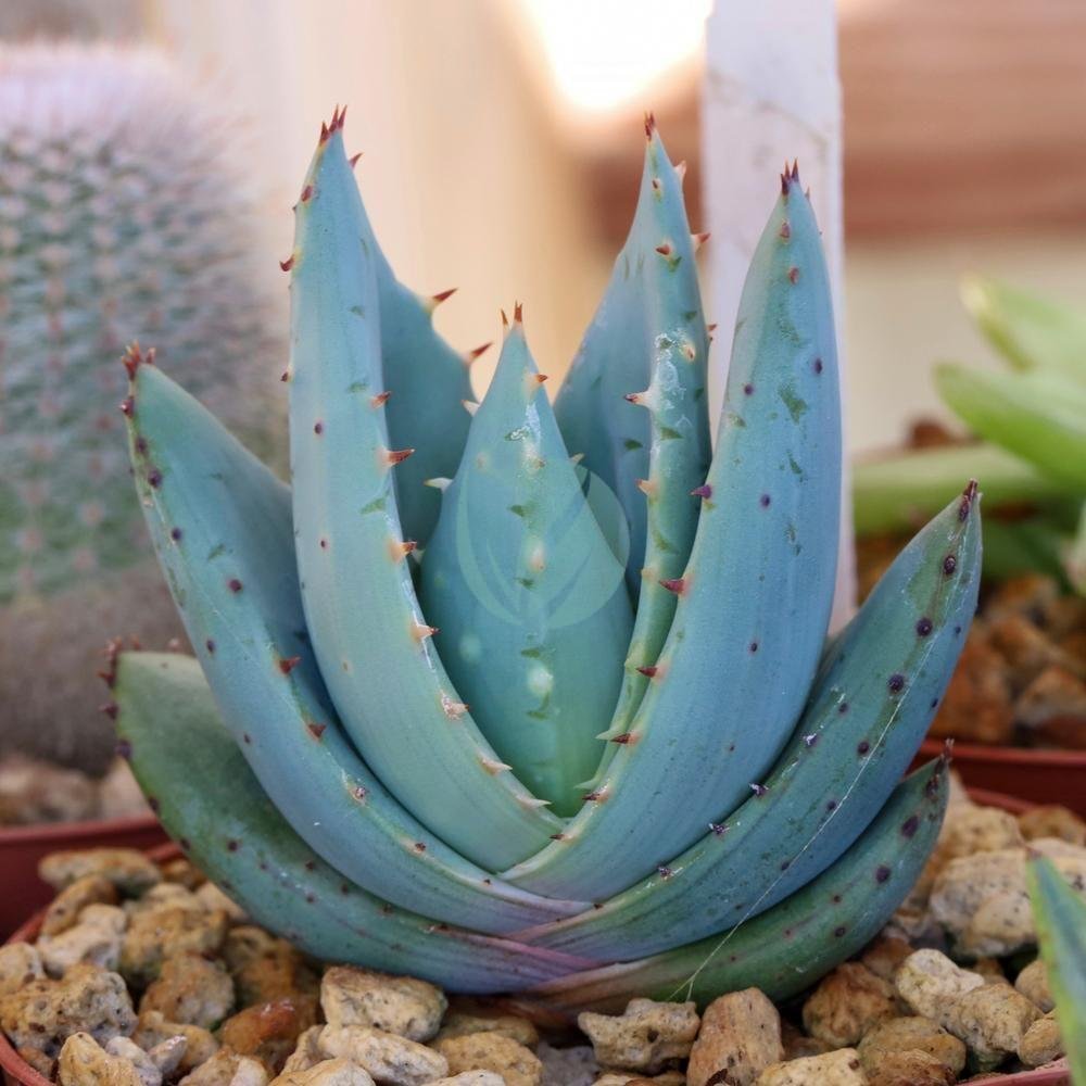 Aloe-peglerae-clorofila-maroc-3