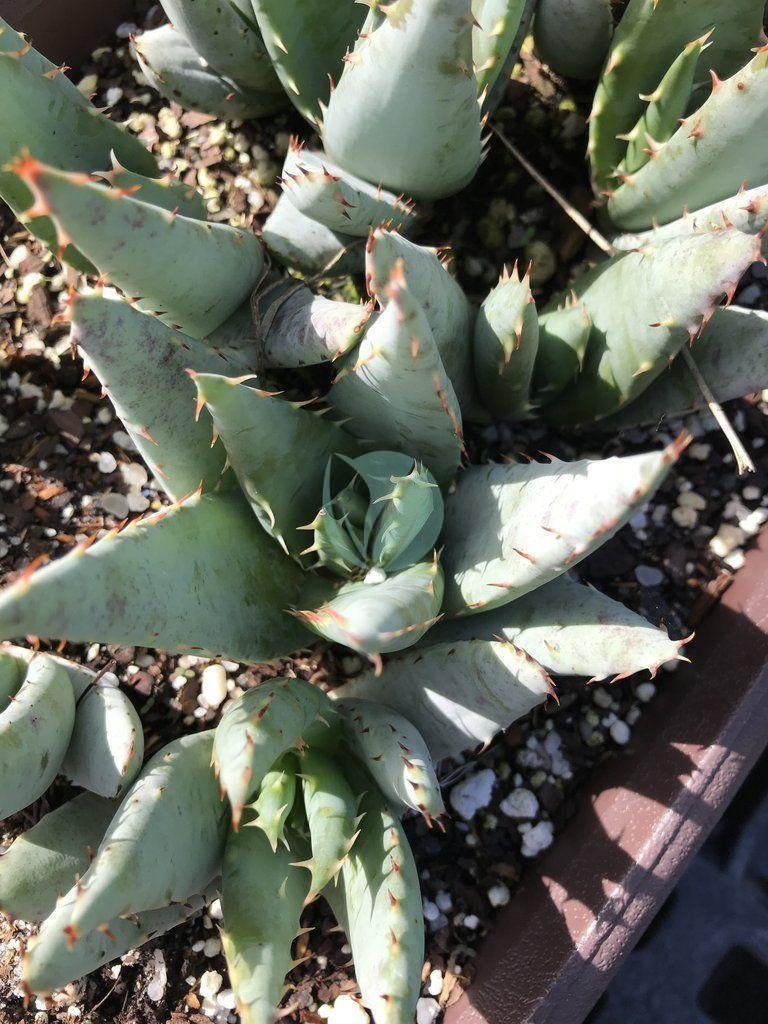 Aloe-peglerae-maroc-clorofila-3