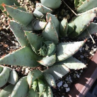 Aloe saponaria – Image 4