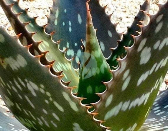 Aloe-saponaria-clorofila-maroc-3