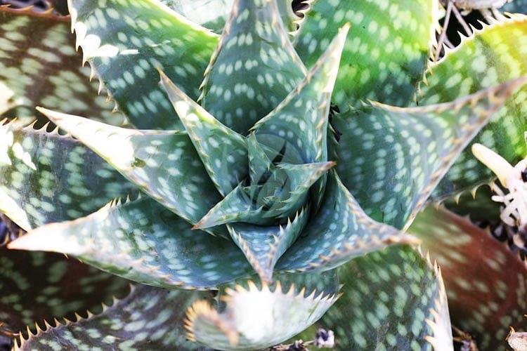 Aloe-saponaria-maroc-clorofila-3