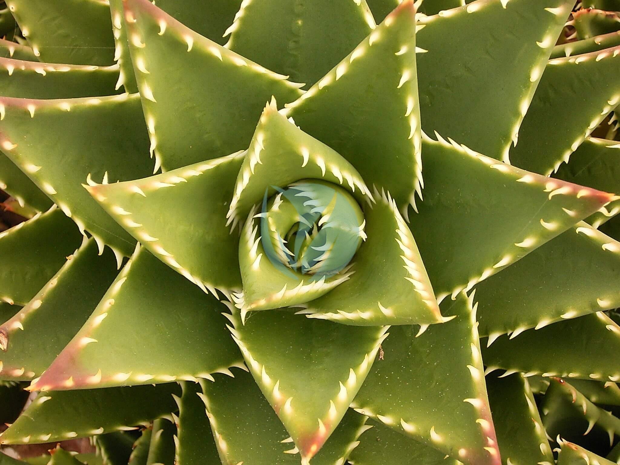 Aloe_mitriformis_01_ies-3