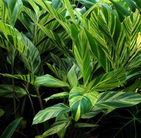 Alpinia-zerumbet-variegata-3