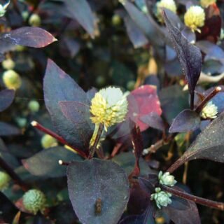 Gazania - الصورة 3