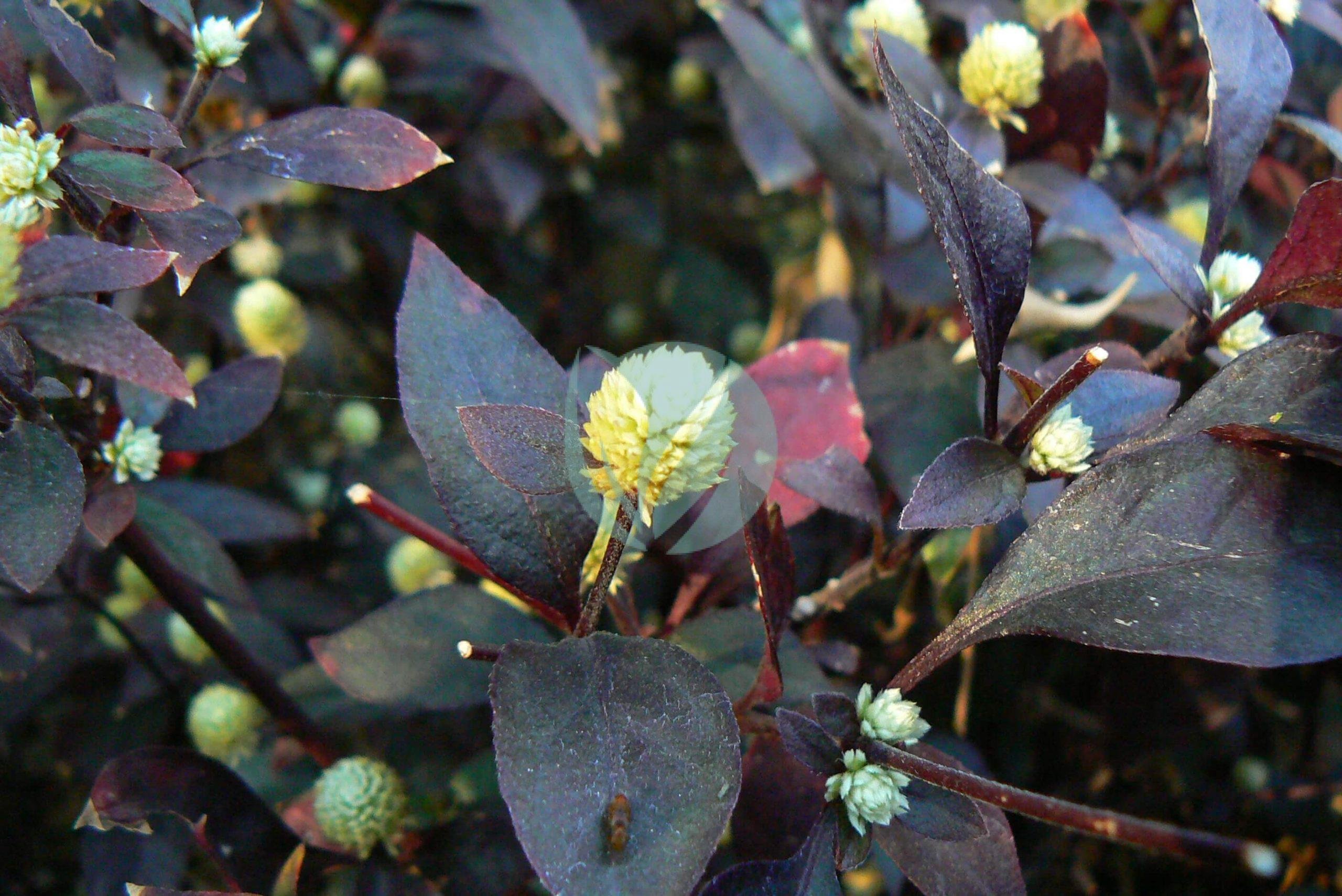 Alternanthera_brasiliana_L._Kuntze_357163880-scaled-1