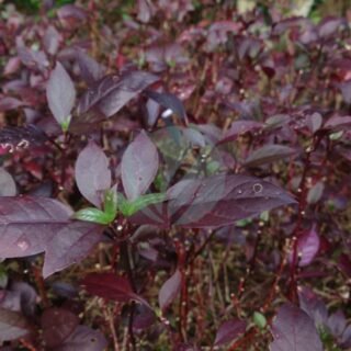 Gazania - الصورة 4