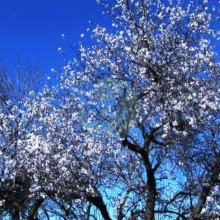 Oranger (citrus sinensis) – Image 4