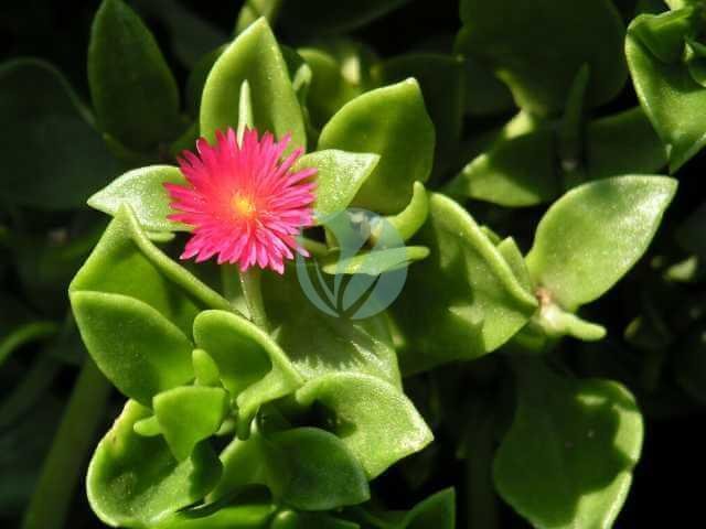 Aptenia_cordifolia_Jean-Jacques_MILAN-1-3