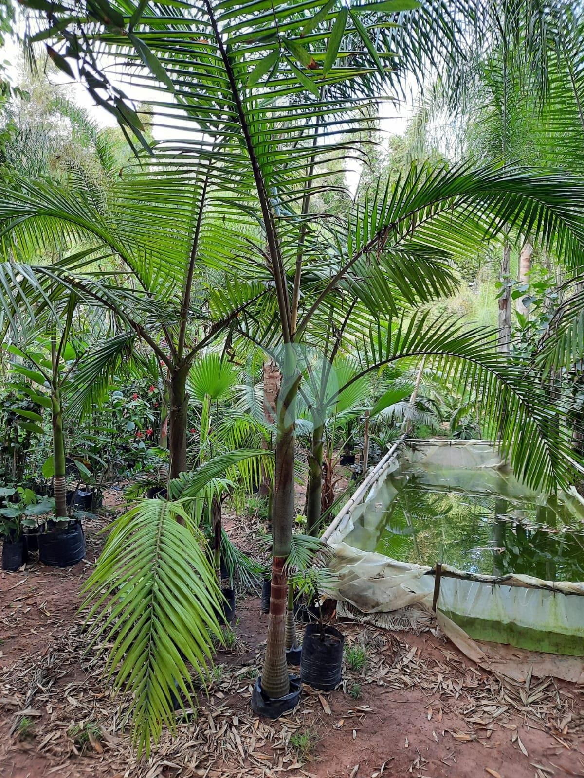 Archontophoenix alexandrae - الصورة 3