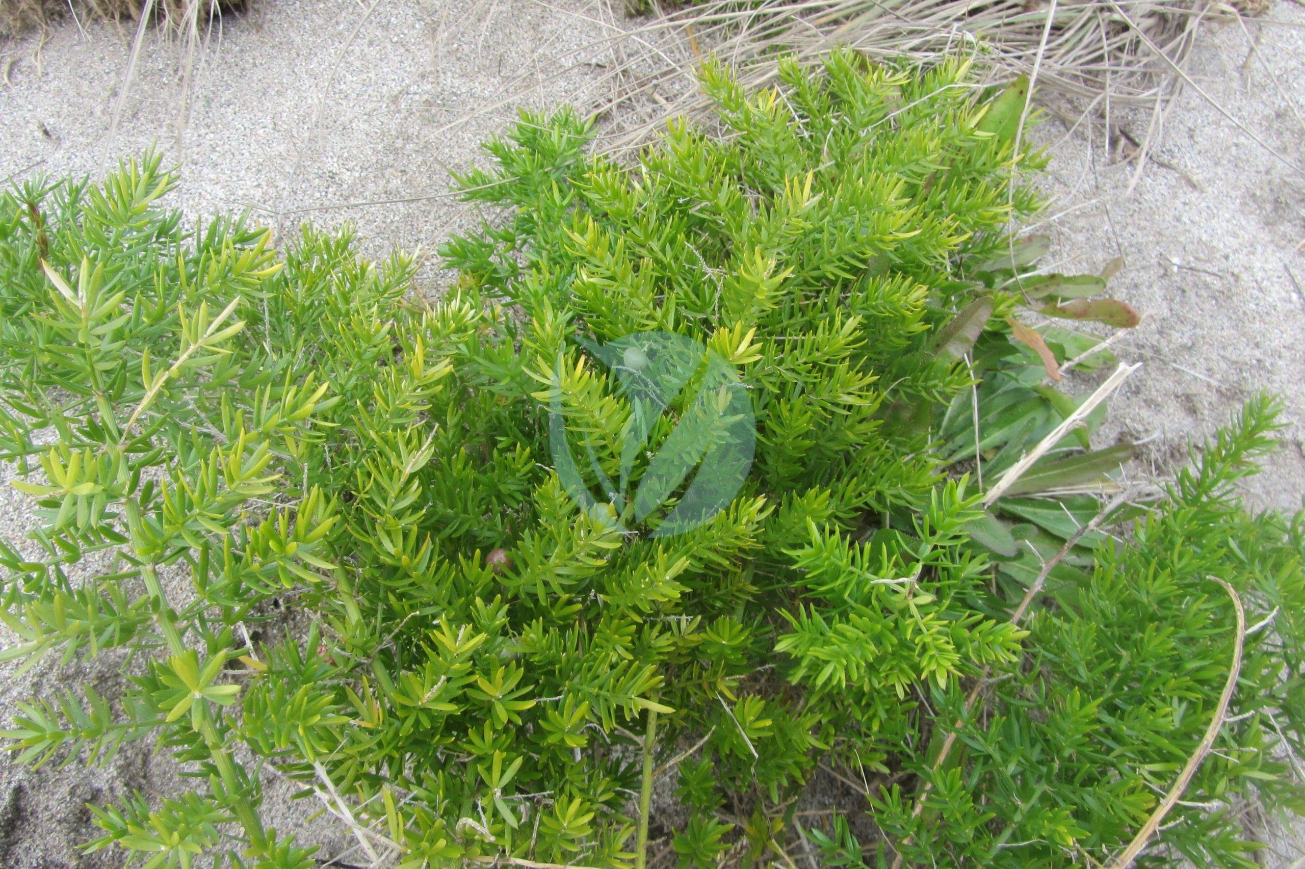 Asparagus_aethiopicus_Sprengeri_L._AM_AK361281-3-scaled-1