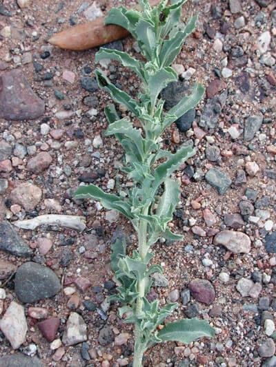 Atriplex_semibaccata-foliage