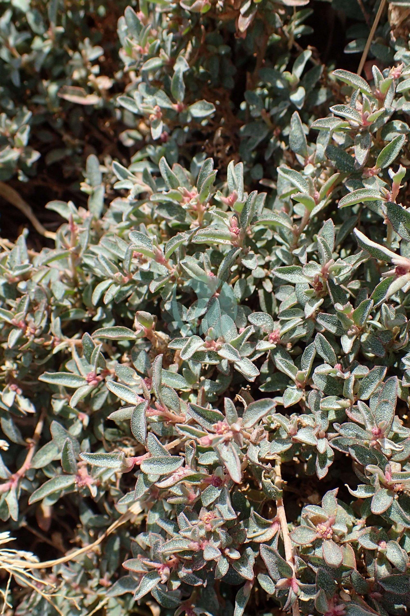 Atriplex_semibaccata_kz1-scaled-1