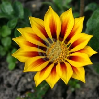 Rosa albertine (liane albertine) - الصورة 5