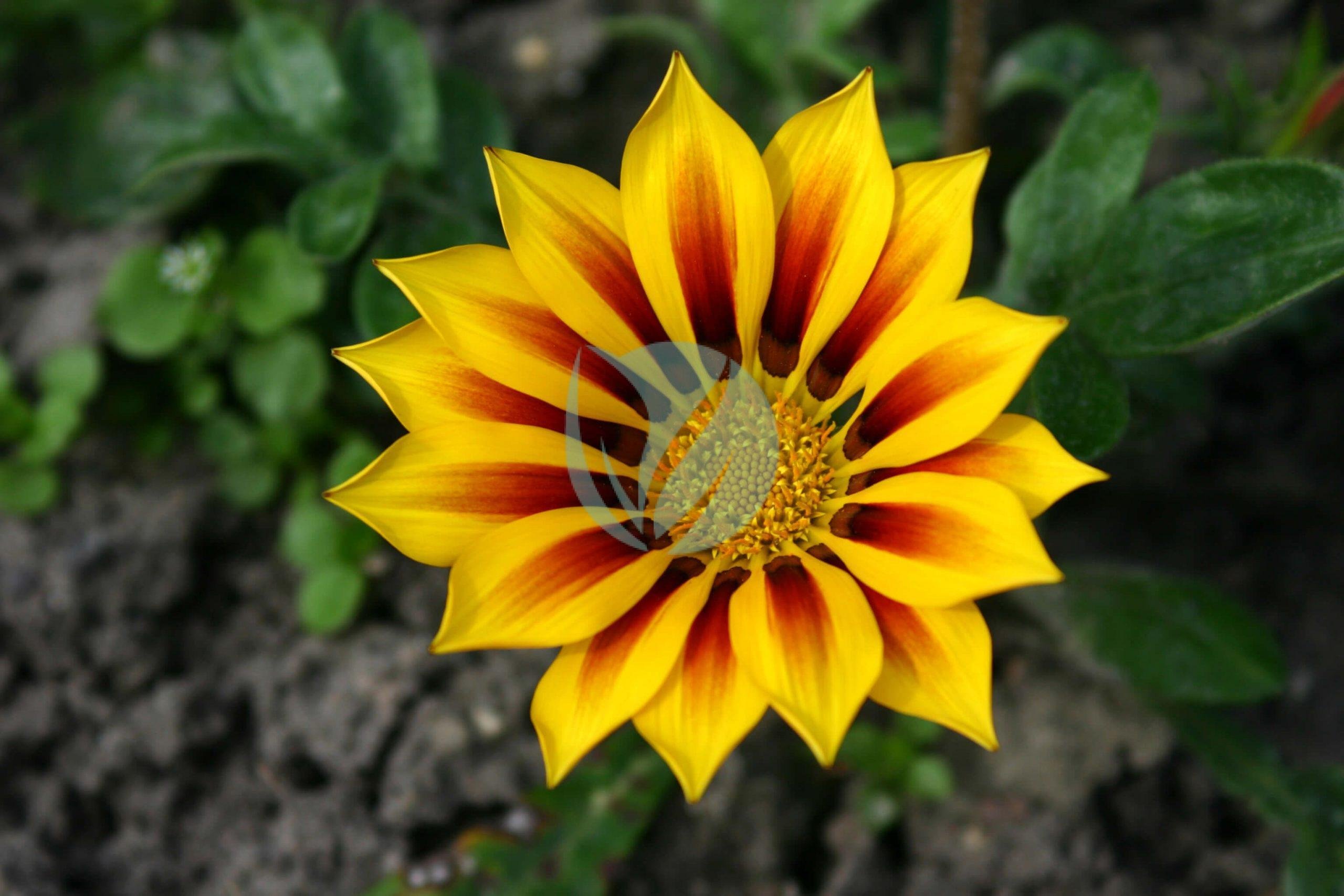 BotanischerGartenMuenster_Gazania_Asteraceae7841-scaled-1