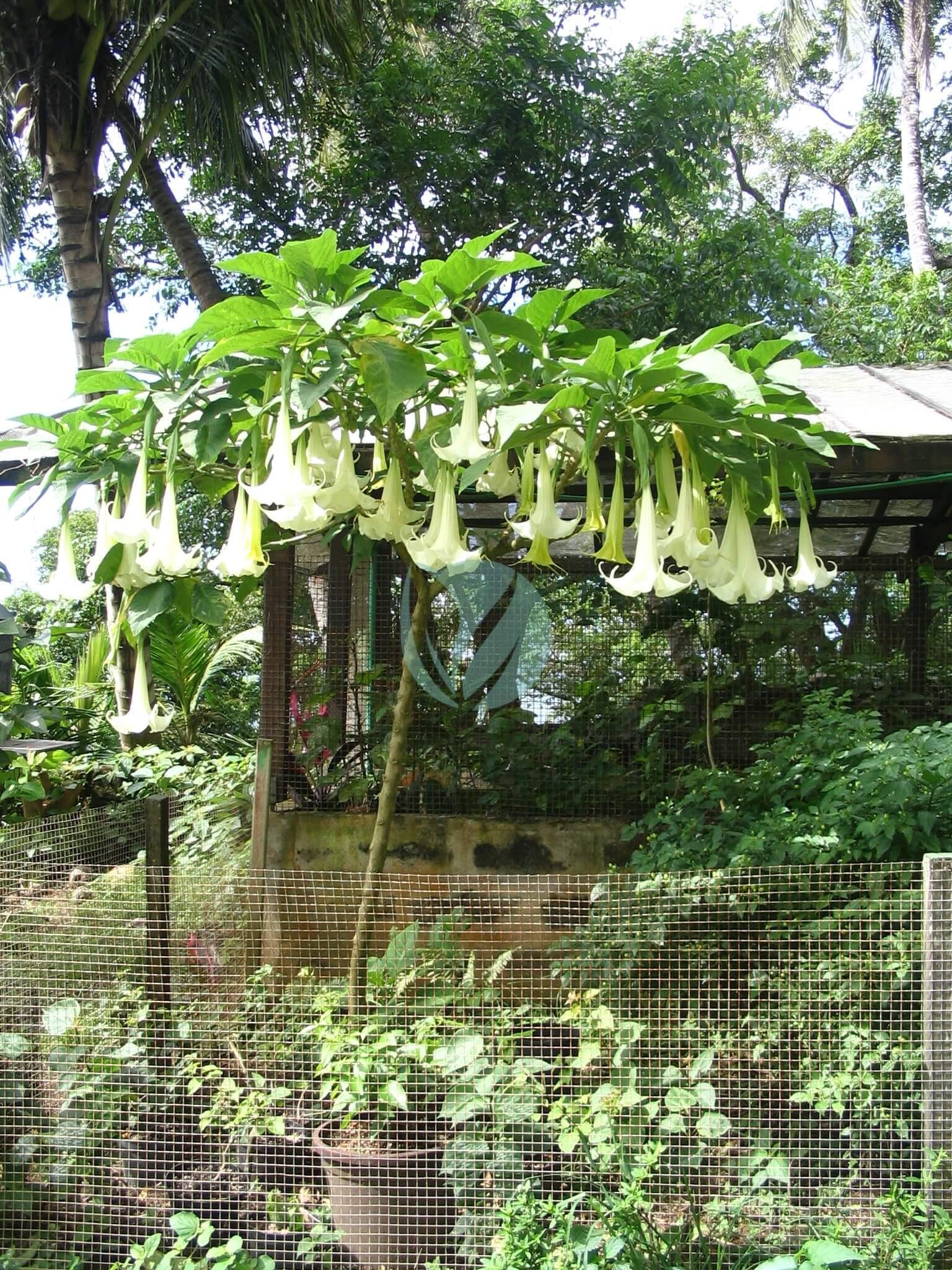Brugmansia_candida_tree