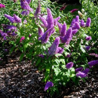 vitex agnus-castus - الصورة 4