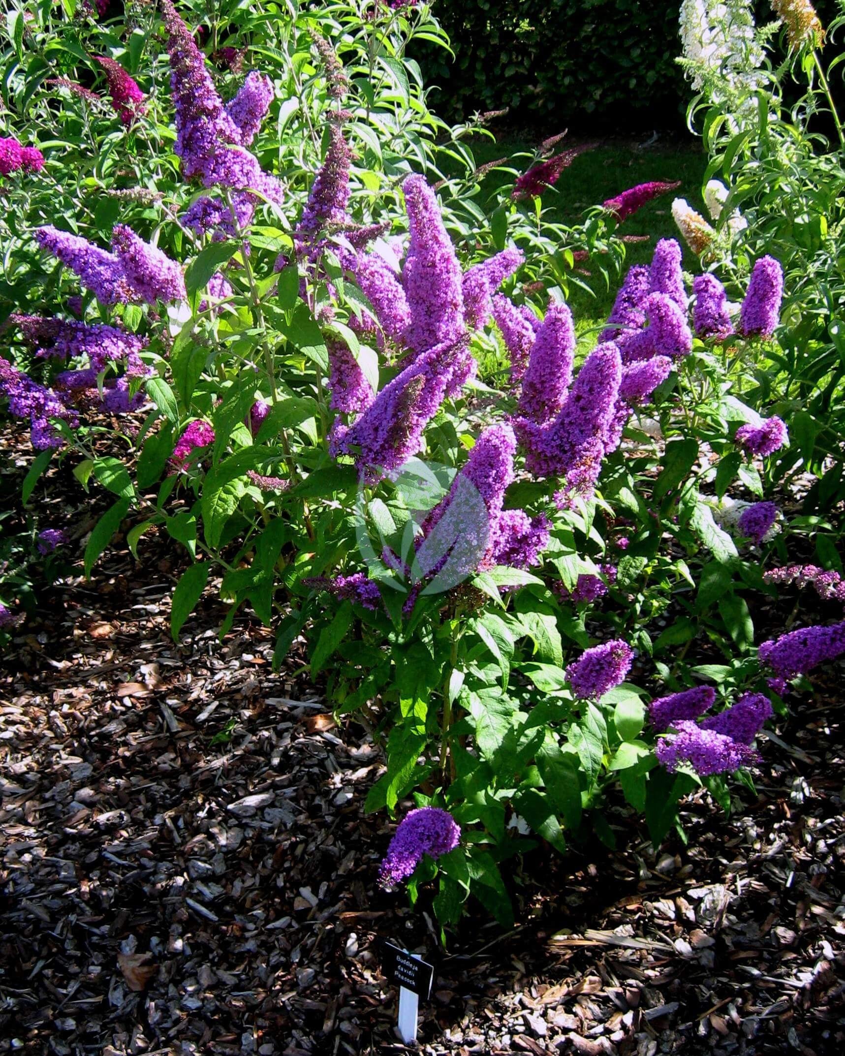 Buddleja_davidii_Peacock_2