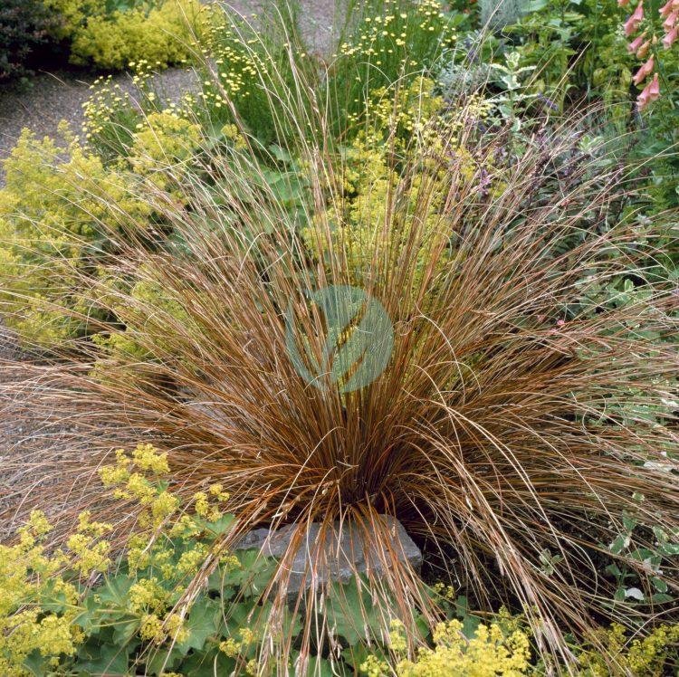 CAREX-BUCHANANII-4