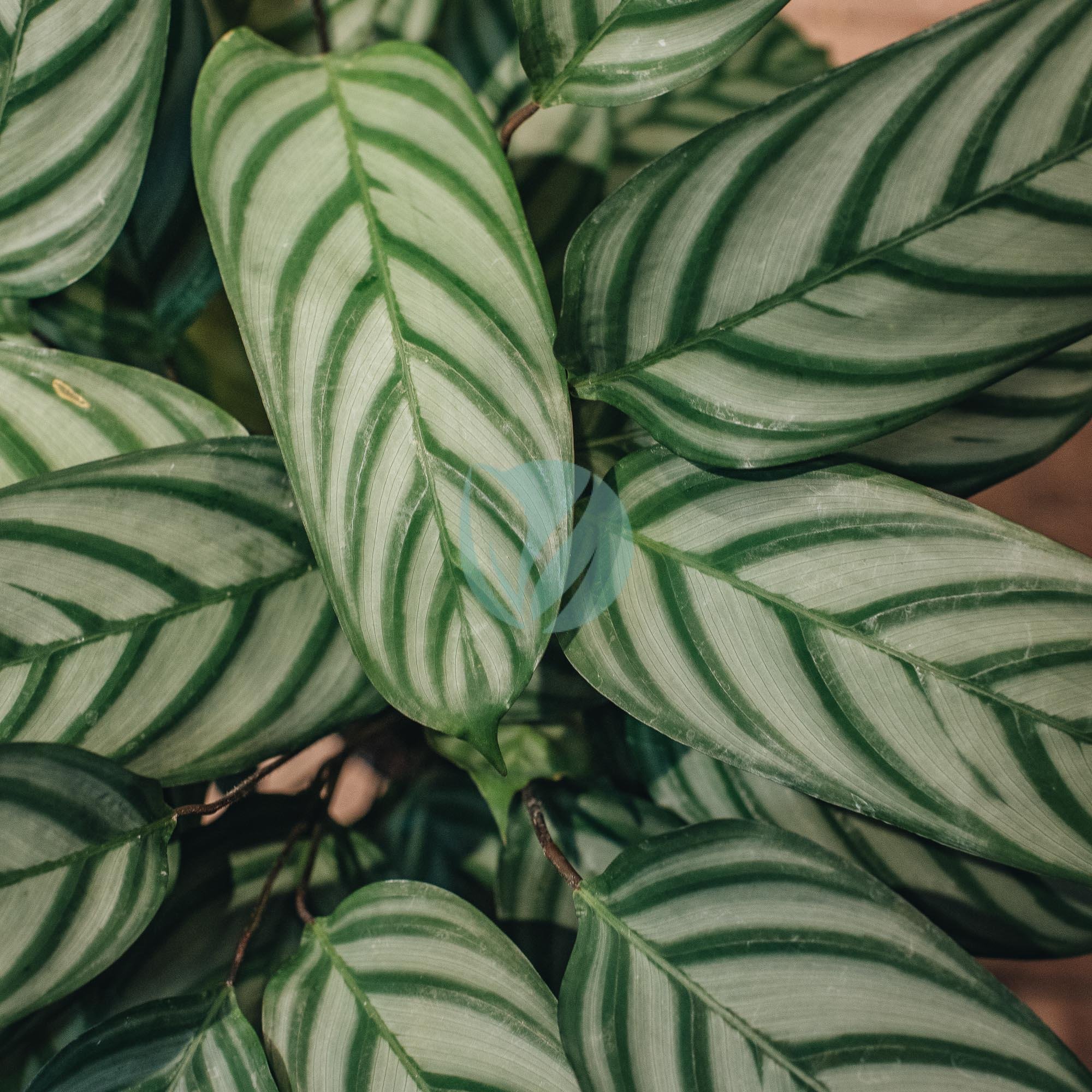 Calathea-clorofila-3