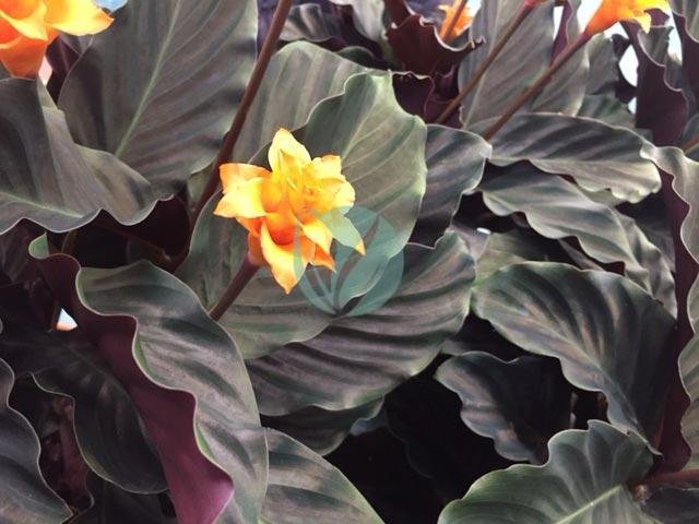 Calathea-crocata-candela-maroc-3