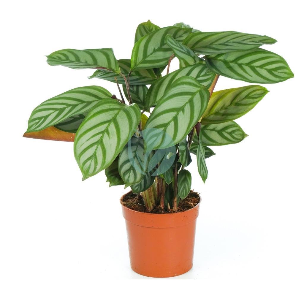 Calathea-maroc-clorofila-3