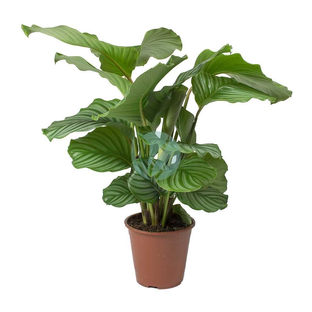 Calathea-orbifolia-maroc-3