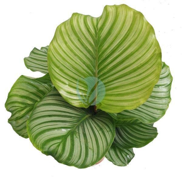 Calathea-orbifolia-maroc-clorofila-3