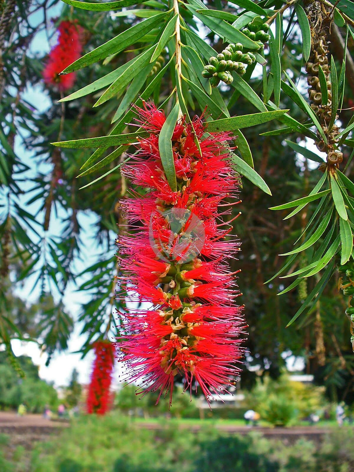 Callistemon_viminalis_001-1