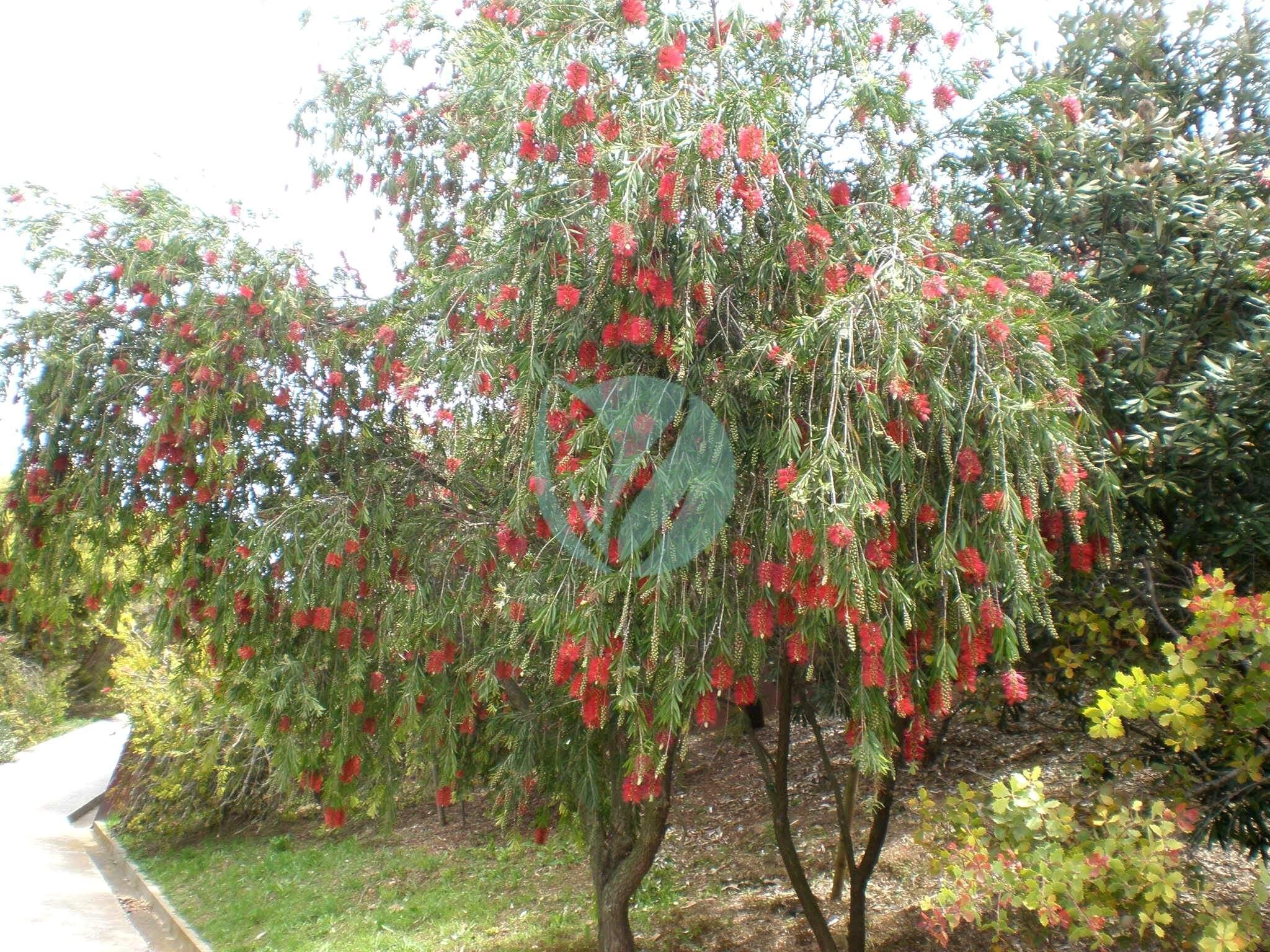 Callistemon_viminalis_1c-1