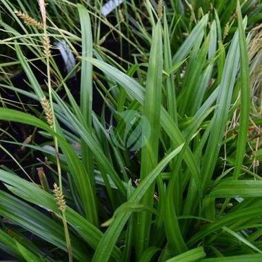 Carex-vert-2-3