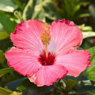 Cayena_Hibiscus_rosa-sinensis_Conservatorio_botanico_Fort_Wayne_Indiana_Estados_Unidos_2012-11-12_DD_03-scaled-1-320×320-20