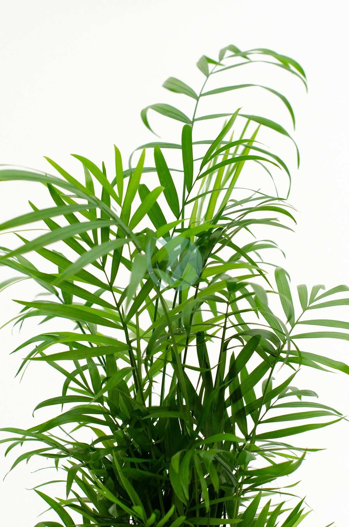 Chamaedorea-maroc-clorofila-3