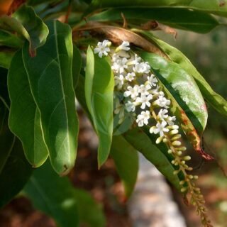 Thuya orientalis - الصورة 4