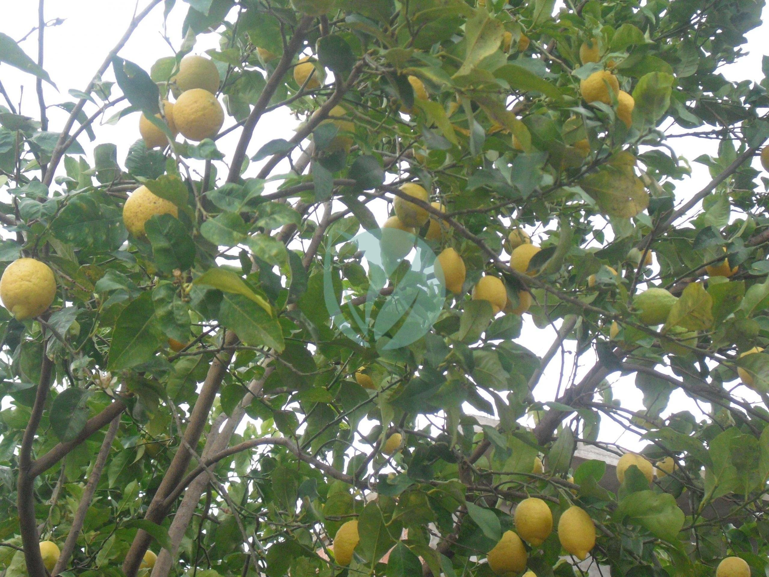 Citronnier_a_Taher_Algerie-scaled-1-1