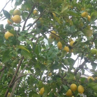 Pamplemoussier jaune (citrus maxima) – Image 4