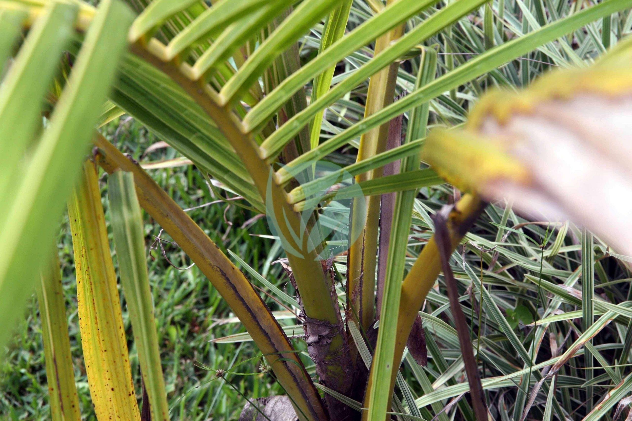 Cocos_nucifera_44zz-scaled-1-1