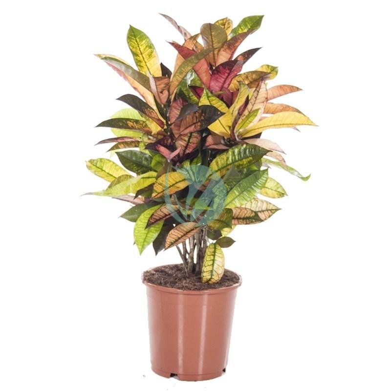 Codiaeum-iceton-maroc-3