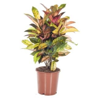 Pachira aquatica – Image 3